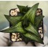 Haworthia 'Suiga'