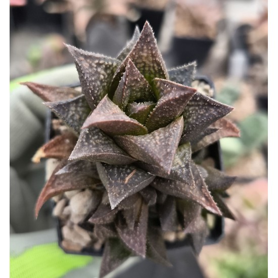 Haworthia major x kolemaniorum