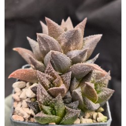 Haworthia major x kolemaniorum