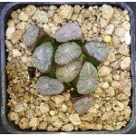 Huernia 'Pranburi Pattern' – Rare Succulent, AS291, Phytosanitary Available