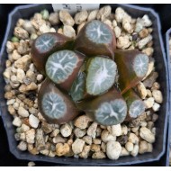 Haworthia maughanii 'HANABISHI'