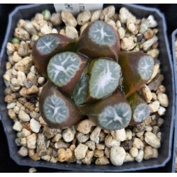 Haworthia maughanii 'HANABISHI'