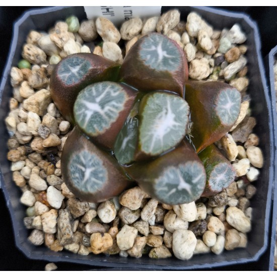 Haworthia maughanii 'HANABISHI'