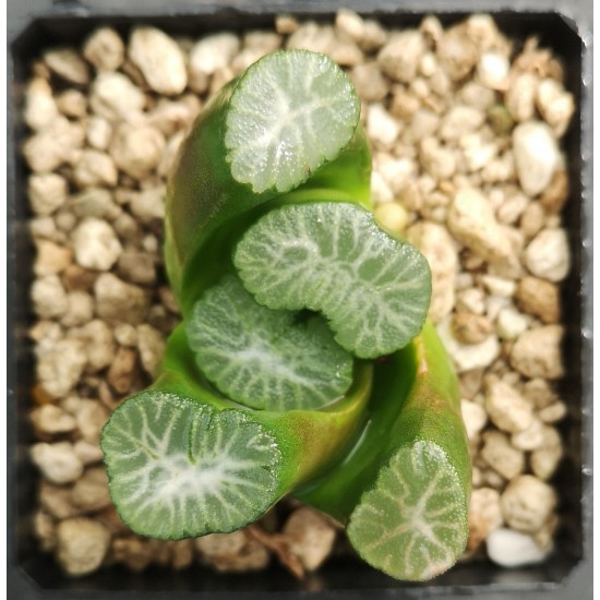 Haworthia maughanii 'SHIROTAE'