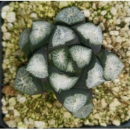 Haworthia maughanii 'SHIROTAE'