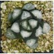 Haworthia maughanii 'SHIROTAE'