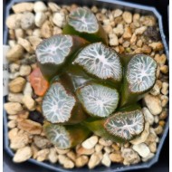 Haworthia maughanii 'O SHIRAGKA'