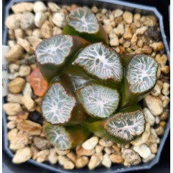 Haworthia maughanii 'O SHIRAGKA'
