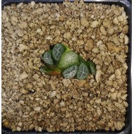 Haworthia maughanii 'HAKUCHO'