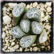 Haworthia maughanii 'HAKUCHO'
