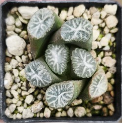 Haworthia maughanii 'HAKUCHO'
