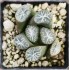 Haworthia maughanii 'HAKUCHO'