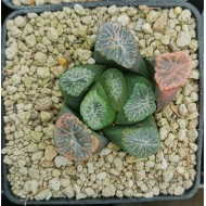 Haworthia maughanii 'TRICOLOR'