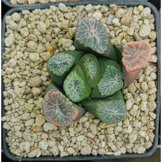 Haworthia maughanii 'TRICOLOR'