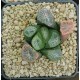 Haworthia maughanii 'TRICOLOR'