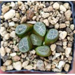 Haworthia maughanii 'YUKI AOI'