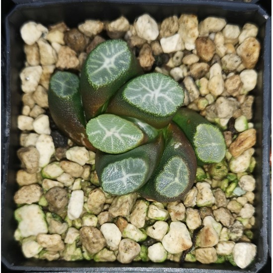 Haworthia maughanii 'YUKI AOI'