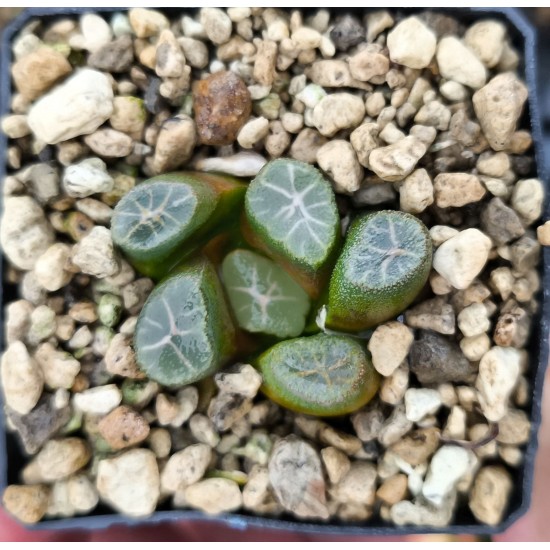 Haworthia maughanii 'YUKI AOI'