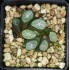 Haworthia maughanii 'YUKI AOI'