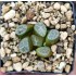 Haworthia maughanii 'YUKI AOI'
