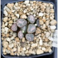 Haworthia maughanii 'Burning Cloud' 火烧云万象