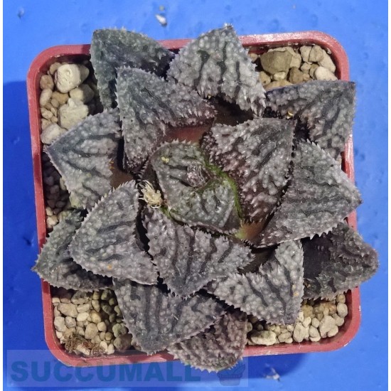 Haworthia 'BLUE DIAMOND'