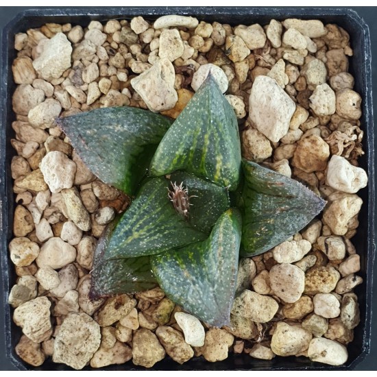 Haworthia cv. picta x retusa 'IKEDA' ex. Rollason