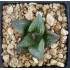 Haworthia cv. picta x retusa 'IKEDA' ex. Rollason