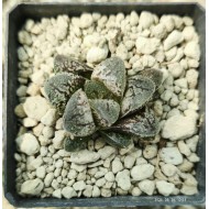 Haworthia 'Yuki-Usagi' SNOW RABBIT