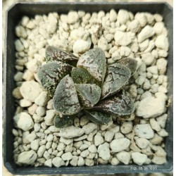Haworthia 'Yuki-Usagi' SNOW RABBIT