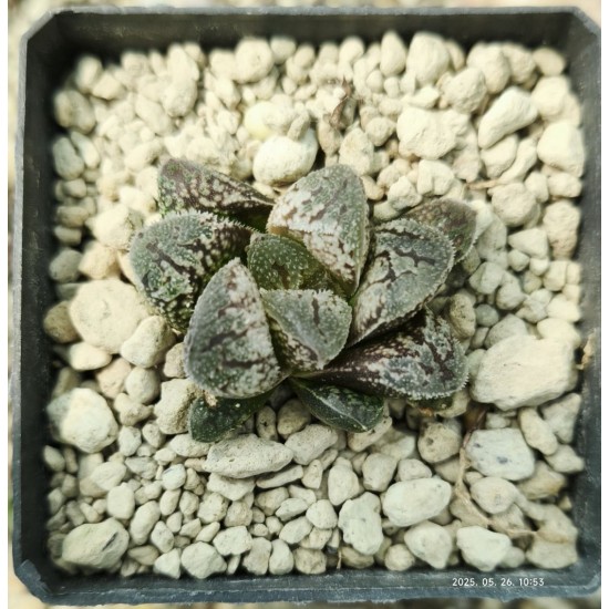 Haworthia 'Yuki-Usagi' SNOW RABBIT Haworthia 'Yuki-Usagi' SNOW RABBIT