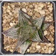 Haworthia 'Nagamine'