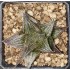 Haworthia 'Nagamine'