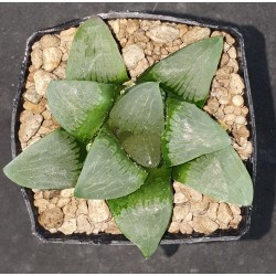 Haworthia springbokvlakensis 'DEVI'