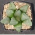 Haworthia springbokvlakensis 'DEVI'