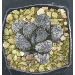 Haworthia 'MORDOR'