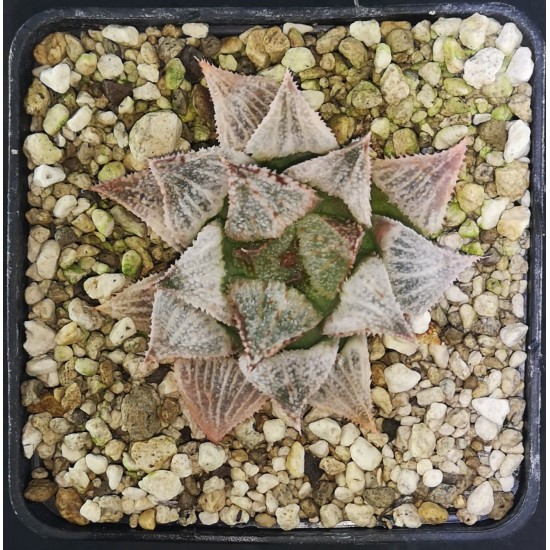 Haworthia 'HAKUGINJO'