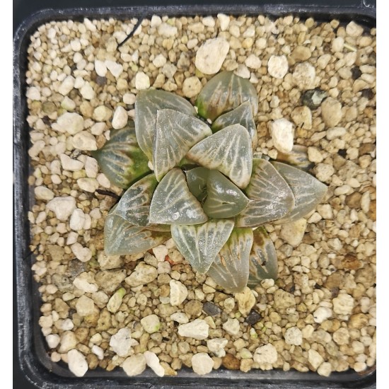 Haworthia mutica 'WHITE WIDOW'