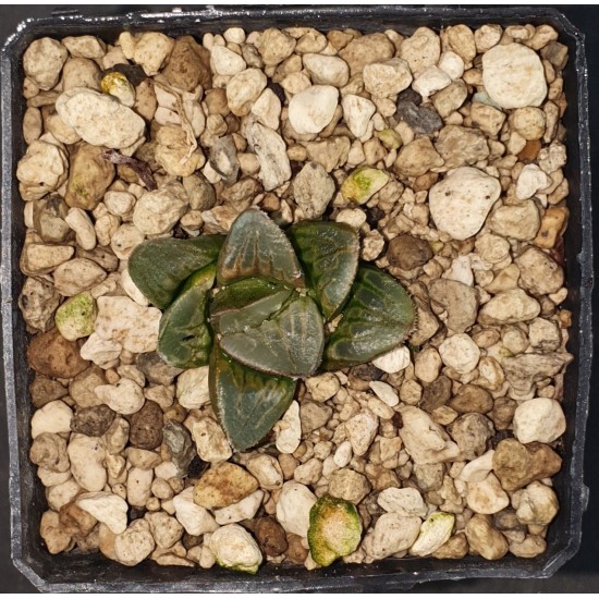 Haworthia mutica 'WHITE WIDOW'