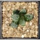 Haworthia 'MARILYN''