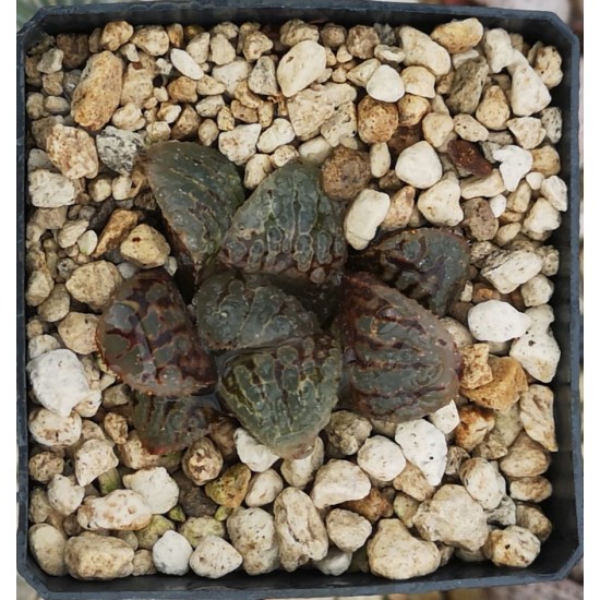 Haworthia 'MARILYN''