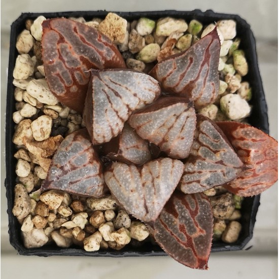 Haworthia KYO-NO-KOI Ex. Kawahigashi Sakai