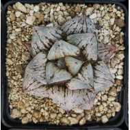 Haworthia KYO-NO-KOI Ex. Kawahigashi Sakai