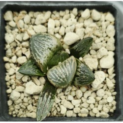 Haworthia 'Hakutou' 白桃 (White Peach) 