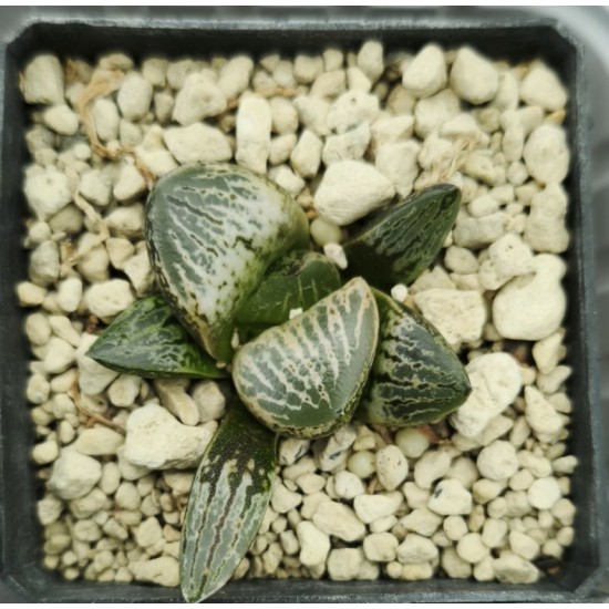 Haworthia 'Hakutou' 白桃 (White Peach) 