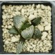 Haworthia 'Hakutou' 白桃 (White Peach) 