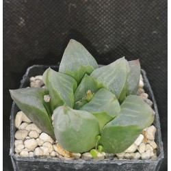 Haworthia pygmaea 'ICE CITY ' mutant