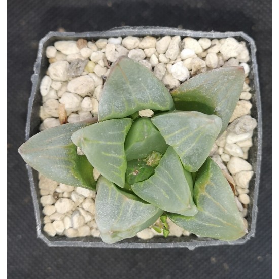 Haworthia pygmaea 'ICE CITY ' mutant