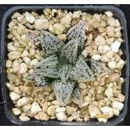 Haworthia 'QUEEN MARILYN'