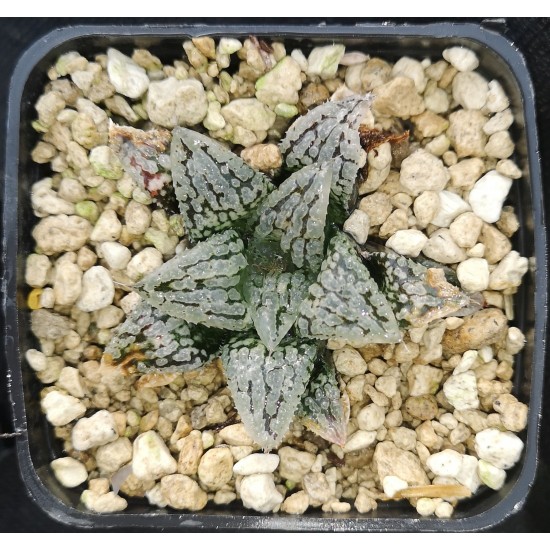 Haworthia 'QUEEN MARILYN'